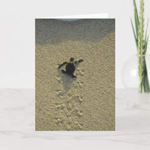 Carte Tortue verte, (mydas de Chelonia), hatchling