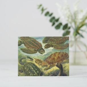 Carte Tortues de mer Tortue terrestre vintage par Ernst