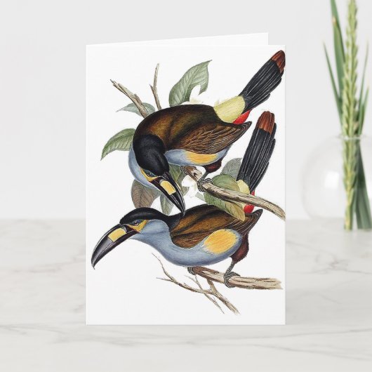 Carte toucan Plat-affiché de montagne (Devant)