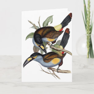 Carte toucan Plat-affiché de montagne