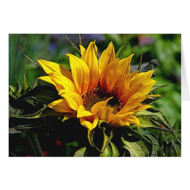 CARTE Tournesol (Devant horizontal)