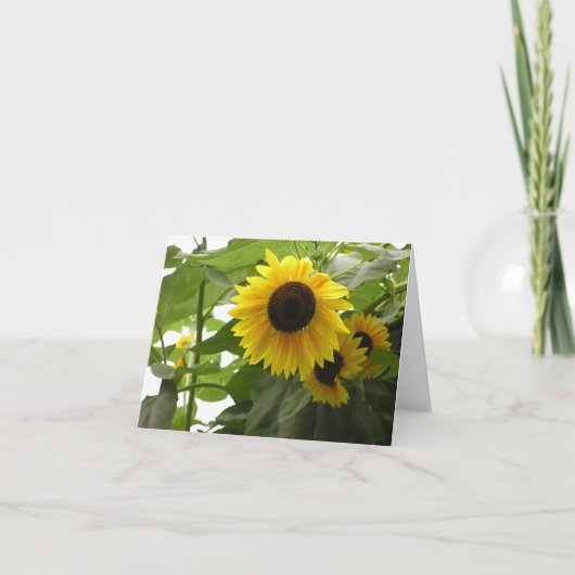 Carte Tournesol (Helianthus) (Devant)