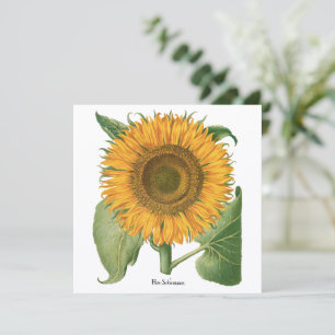 Carte Tournesol Vintage par Basilius Besler