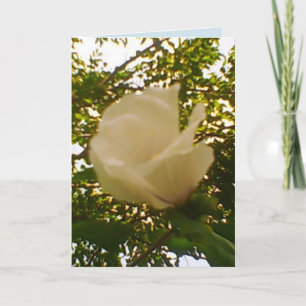 Carte Toute Occasion Rose blanche