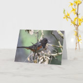 Carte Towhee tachetée (Fleur jaune)