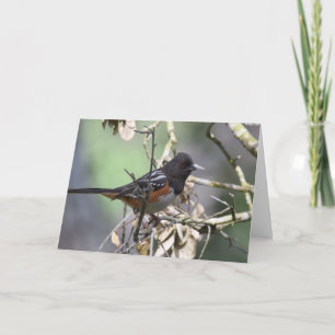Carte Towhee tachetée