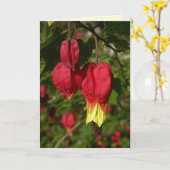 Carte Trail Abutilon (Fleur jaune)