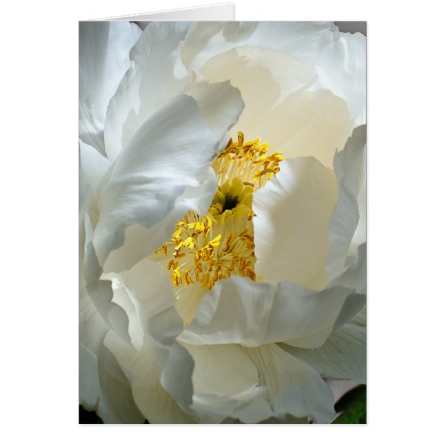 Carte Tree Peony (Devant)