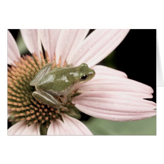Carte Treefrog verte (Devant horizontal)