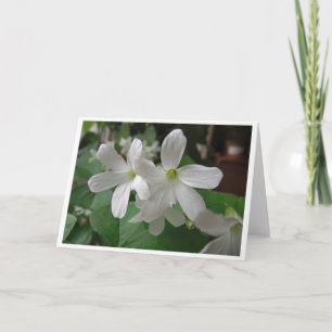 Carte Trèfle blanc en fleurs à l'intérieur vide