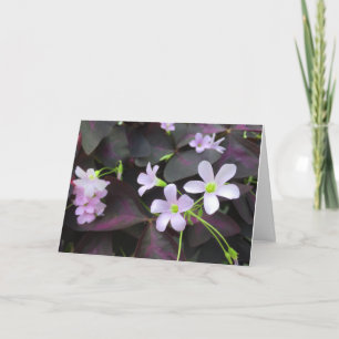 Carte Trèfle Violet Fleurs Photographie Pensée pour Vous