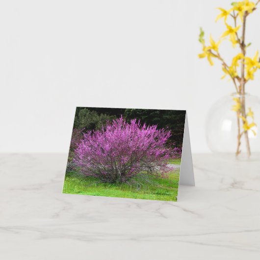 Carte Trinity County Red Bud tree...... (Fleur jaune)