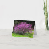 Carte Trinity County Red Bud tree...... (Devant)