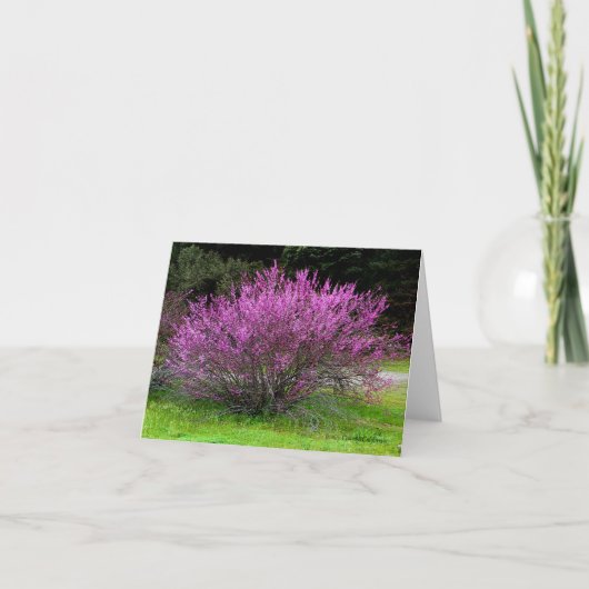 Carte Trinity County Red Bud tree...... (Devant)