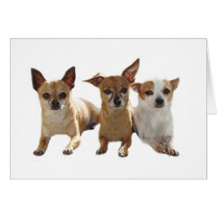 Carte trio Chihuahua