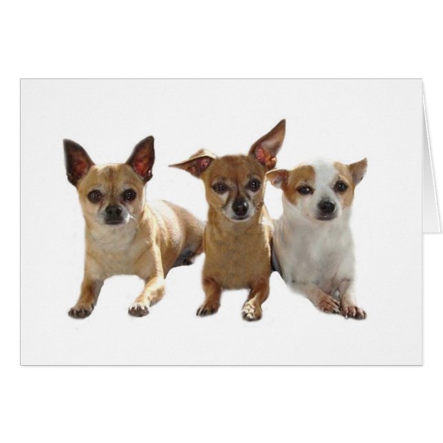 Carte trio Chihuahua (Devant horizontal)