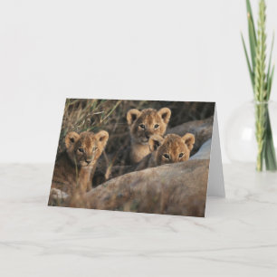 Carte Trio de lionceaux avec leur mère