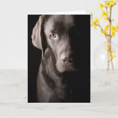 Carte Triste chocolat Labrador (Fleur jaune)