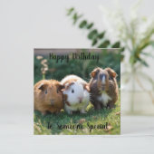 Carte Trois bébés cochons de Guinée, (Debout devant)