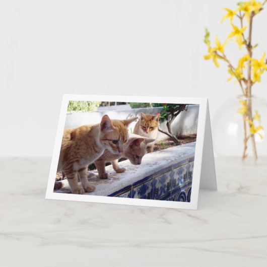 Carte Trois chats à gingembre (Fleur jaune)