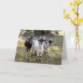Carte Trois chèvres Billy (Fleur jaune)