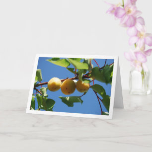 Carte Trois fruits d'abricot sur arbre