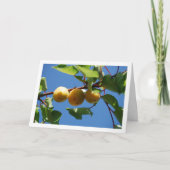 Carte Trois fruits d'abricot sur l'arbre (Devant)