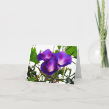 Trois gloires du matin