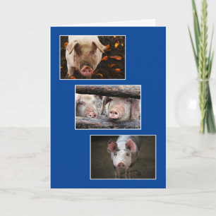 Carte Trois photos de porc personnalisées Anniversaire