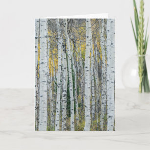 Carte Troncs d'arbres Trembles Aspen, Colorado