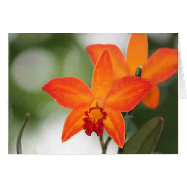 Carte Tropical Orange Orchid (Devant horizontal)