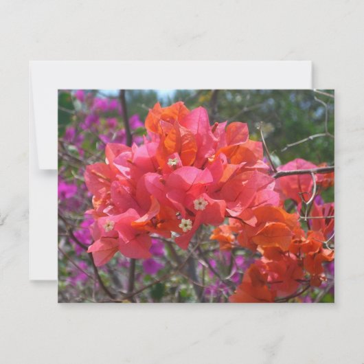 Carte Tropical Pink Bougainvillea Island Floral (Devant)
