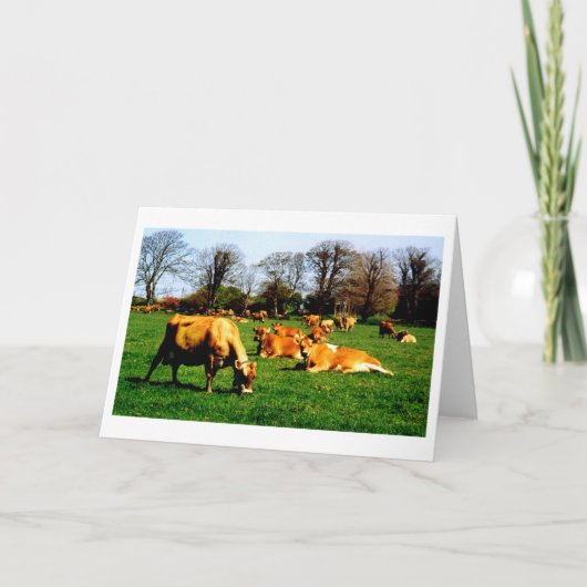 Carte Troupeau de vaches Jersey (Devant)