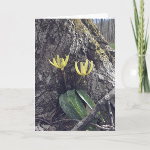 Carte Trout Lily - Blank Card