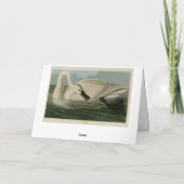 Carte Trumpeter Swan (Dos)