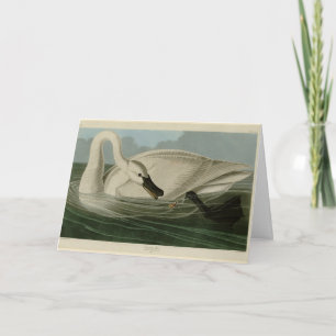 Carte Trumpeter Swan