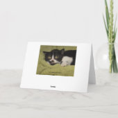 Carte Tu me manque, chaton timide de smoking (Dos)