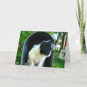 Carte Tu me manque chiot dans la boîte aux lettres