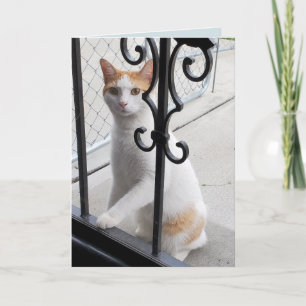 Carte Tu Me Manques Chat