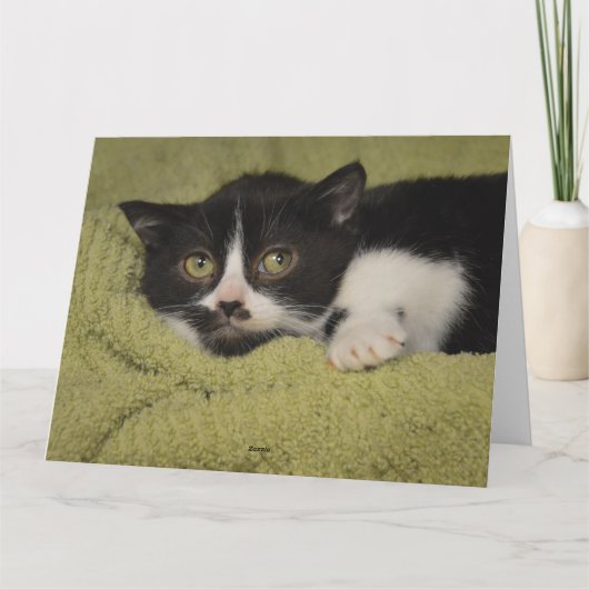 Carte Tu Me Manques, Shy Tuxedo Kitten Card (Dos)