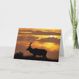 Carte Tule Elk   Point Reyes National Seashore
