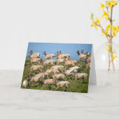 Carte Tule Elk| Point Reyes National Seashore, CA (Fleur jaune)