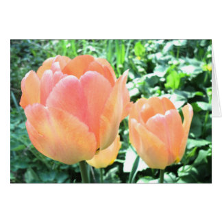 Carte Tulip