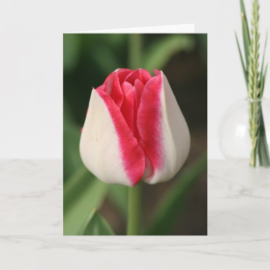Carte Tulipe bicolore rose et blanc (Devant)