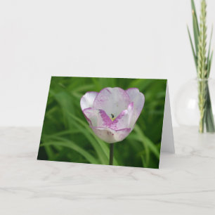 Carte Tulipe blanc pourpre