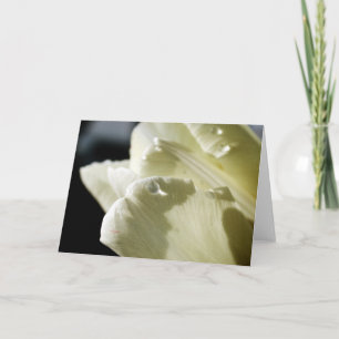 Carte Tulipe blanche