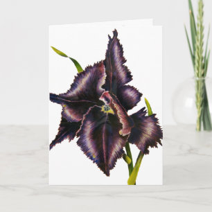 Carte Tulipe de perroquet