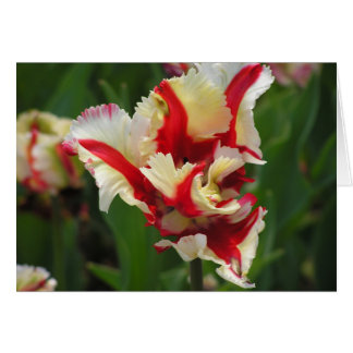 Carte tulipe de perroquet (vide)