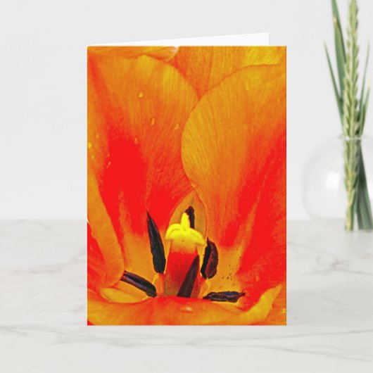 Carte Tulipe orange (Devant)