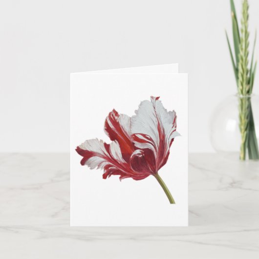 Carte Tulipe Parrot (Devant)